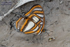 Metamorpha elissa