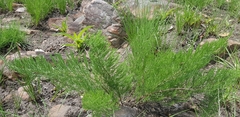 Asparagus densiflorus