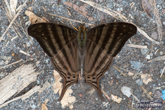 Marpesia livius