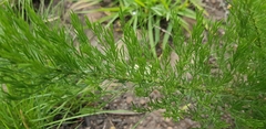 Asparagus densiflorus