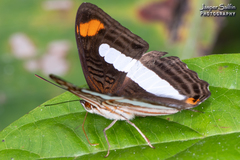 Adelpha iphiclus iphiclus