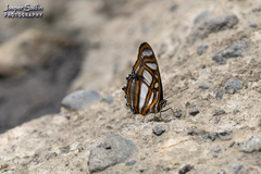 Metamorpha elissa