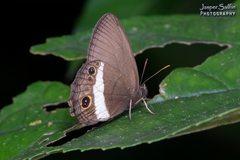 Splendeuptychia ashna