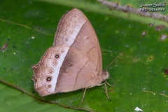 Taygetis sylvia