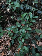 Ilex colchica