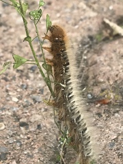 Lasiocampa quercus