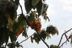 Saraca cauliflora