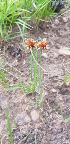 Image of Cyperus rupestris by (c) Suvarna Parbhoo Mohan, some rights reserved (CC BY-SA)