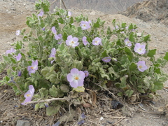 Cristaria integerrima