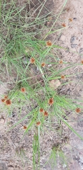Cyperus rupestris