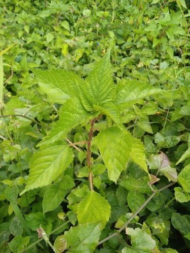 Image of Laportea peduncularis by (c) Rosemary Harrison, some rights reserved (CC BY-SA)