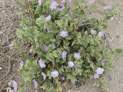 Cristaria integerrima