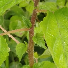 Laportea peduncularis