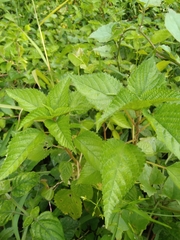 Laportea peduncularis