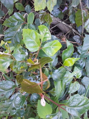 Rhoicissus rhomboidea