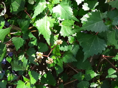 Laportea peduncularis