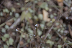 Callisia cordifolia