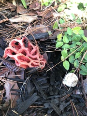 Clathrus ruber