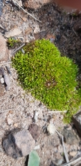 Trichostomum brachydontium