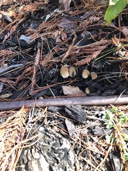 Coprinellus micaceus