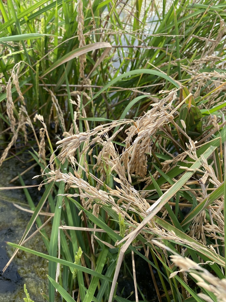 African rice