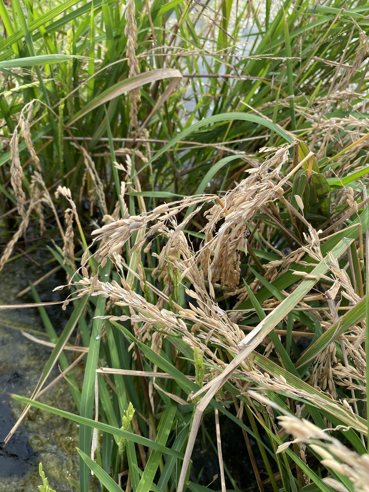 Oryza glaberrima