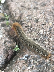 Lasiocampa quercus