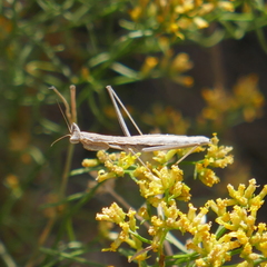 Yersiniops solitarius