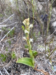 Satyrium stenopetalum