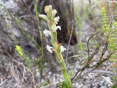 Satyrium stenopetalum