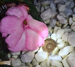 Cornu aspersum