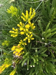 Senecio barbertonicus