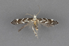 Aristotelia hexacopa