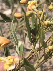 Agrilus obtusus