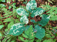 Phytomyza aralivora