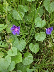 Ipomoea purpurea image