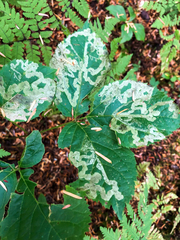 Phytomyza aralivora