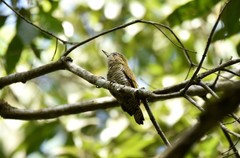 Picumnus exilis pernambucensis