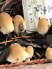 Coprinellus micaceus