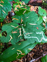 Phytomyza tiarellae