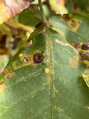 Phylloxera caryaeglobuli