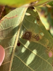 Phylloxera caryaeglobuli