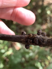 Callirhytis quercusgemmaria