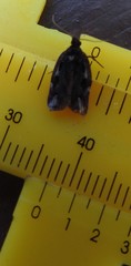 Cryptaspasma querula