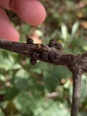 Callirhytis quercusgemmaria