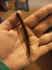 Scolopendra viridis