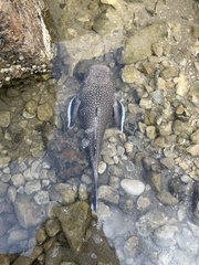 Astroscopus y-graecum