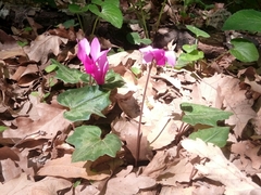 Cyclamen repandum