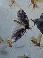 Cryptaspasma querula