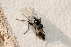 Coenosia atra